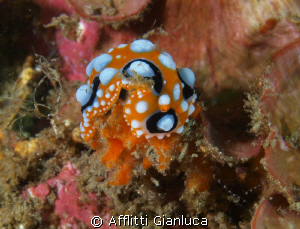 phyllidia ocellata by Afflitti Gianluca 